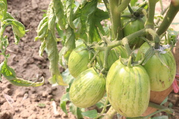 raw tomato on tree in farm for harvest