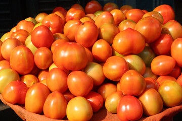 tomato stock on shop for sell are cash crops
