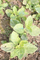 Withania somnifera plant on farm for harvest