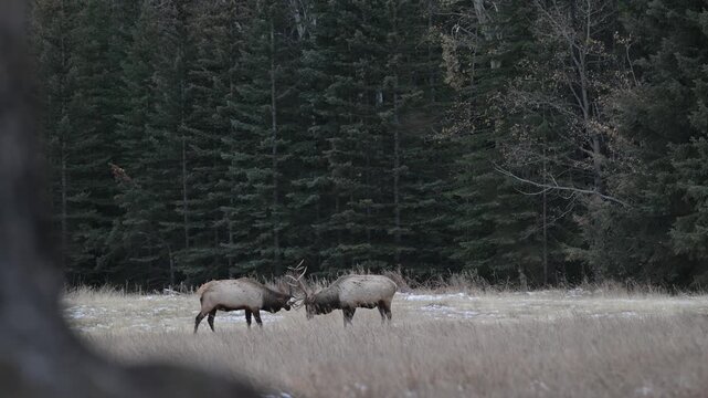 Bull elk fighting during the rut in the Canadian Rockies