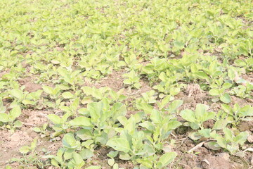 Withania somnifera plant on farm for harvest