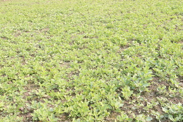 Withania somnifera plant on farm for harvest