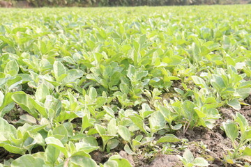 Withania somnifera plant on farm for harvest