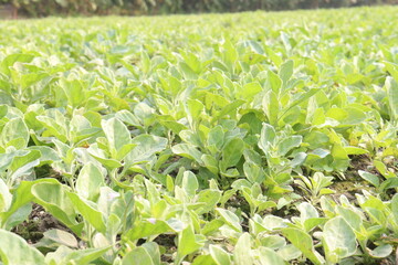 Withania somnifera plant on farm for harvest