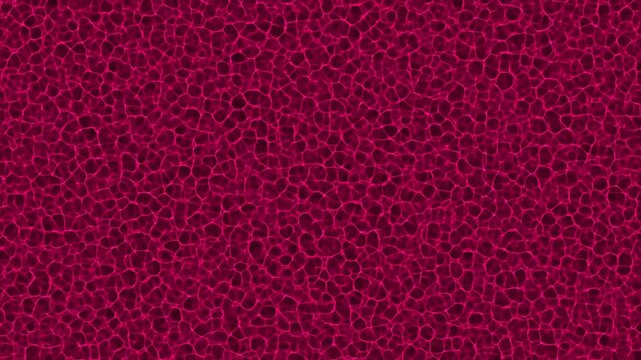 Abstract pink and black network pattern fills the screen