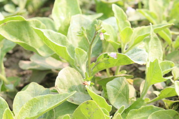 Withania somnifera plant on farm for harvest