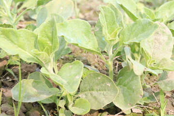 Withania somnifera plant on farm for harvest