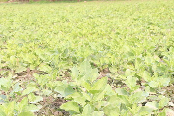 Withania somnifera plant on farm for harvest