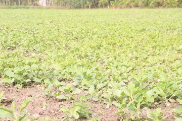 Withania somnifera plant on farm for harvest
