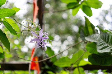 Naklejka premium A delicate purple passionflower in full bloom, surrounded by vibrant green leaves with a soft, blurred background.