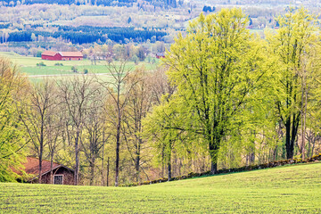 Fototapeta premium Lush foliage in a rural landscape view at springtime