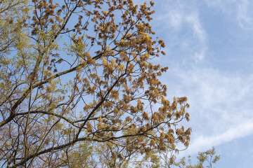 クヌギ（Quercus acutissima）：茶色くなり始めた「どんぐりの木」の雄花／日本埼玉県・4月