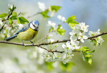 Little bird perching on branch with flowers of blossom cherry tree. Blue tit. Parus caeruleus © Nitr