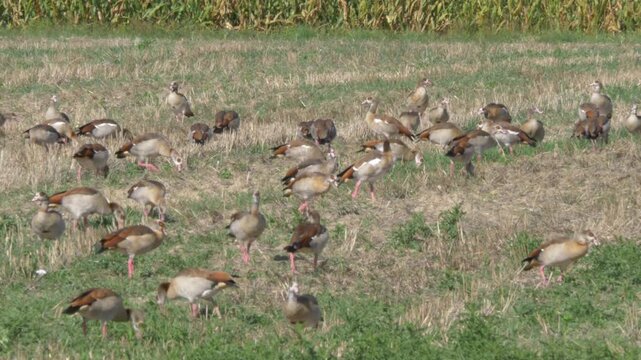 Flock of Egyptian geese grazing and resting across a rural countryside field.