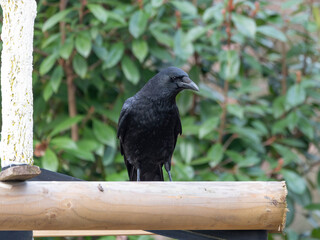 Fototapeta premium High Resolution PortraIt of a Raven sitting on a Branch with left framing