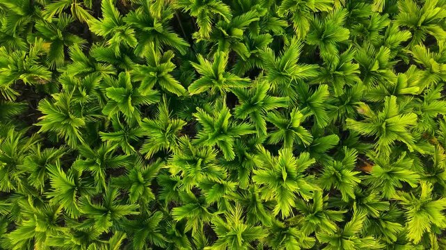 Top view of a dense areca nut plantation showing uniform areca palm trees, healthy crop growth, rich green foliage, and organized agricultural patterns in a tropical farming landscape.