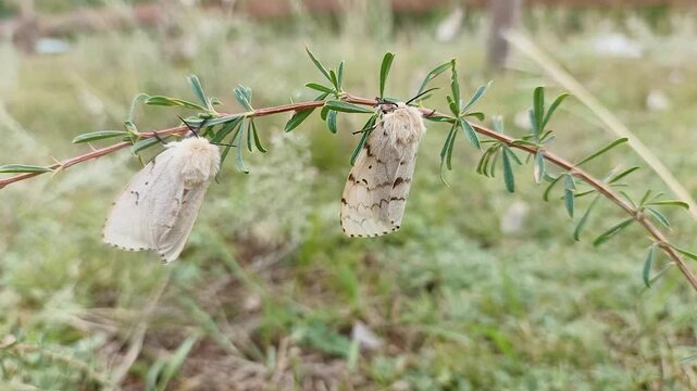 butterflies of the unpaired silkworm (Lymantria dispar)
