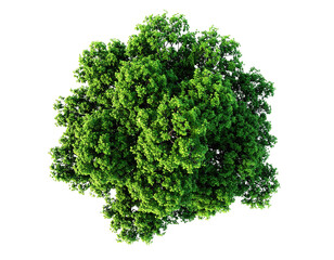 Overhead view of a lush green tree crown against a black backdrop