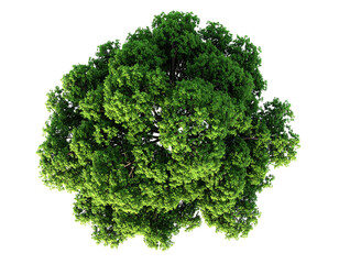 Overhead view of a dense, vibrant green tree crown isolated on black