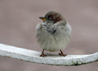 A close-up of a young cute male house sparrow perched on a fence in a city park on a cold winter day. The background is light and blurred.