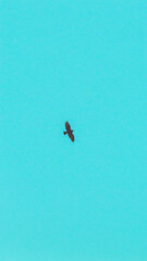 Fototapeta premium A lone bird flying across a blank sky
