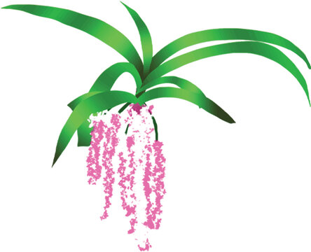 Kopou Phool Foxtail Orchid Floral Illustration for Assamese Culture and Bihu Festival