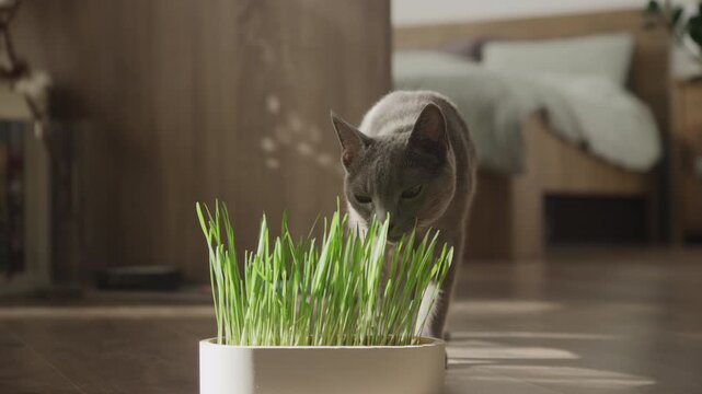 Gray cat smelling fresh indoor grass in sunlight