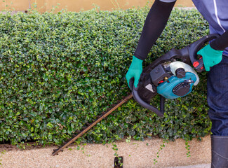 Fototapeta premium A man is trimming hedges with a hedge trimmer
