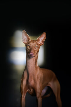 Pharaoh Hound dog breed on the black background