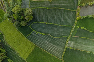 Fototapete Rund Grün Bird's eye view of expansive green paddy fields with a natural cluster of trees. A stunning example of agricultural land use and rural landscape harmony in Southeast Asia  © ilham