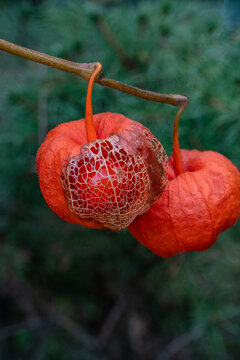Dried, papery lantern-like seed pods physalis hang from thin branch , displaying translucent, webbed texture with reddish-orange hue against blurred green background. Nature-inspired design concepts