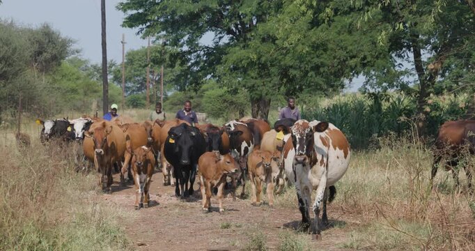 Small scale Black African farmers herding cattle