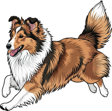 Shetland Sheepdog dog running happy playful energetic movement