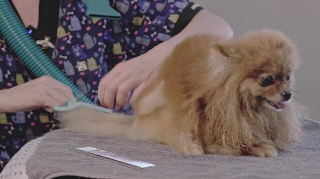 A groomer expertly dries and brushes the fluffy coat of a small Pomeranian dog. The dog sits patiently on a grey towel during its grooming session