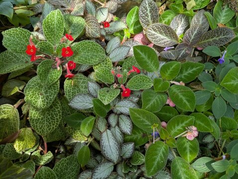 Various types of episcia plants growing on the ground with dappled sunlight