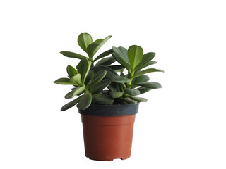 Vibrant green small potted plant with lush leaves in a terracotta pot against a dark backdrop