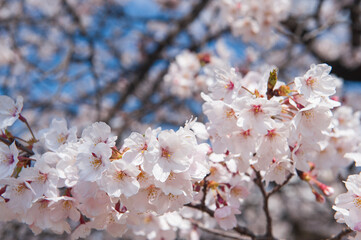 Obraz premium 桜の花