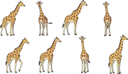 Set of cute giraffe vector illustrations in various poses representing wildlife, safari and animal design concepts © Tofajjol