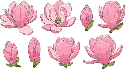 Set of pink magnolia flowers and buds in various bloom stages flat vector illustration © tofajjol studio