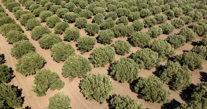 High-angle aerial view of an olive grove with rows of vibrant green trees planted in a regular, geometric pattern on dry, sunlit soil.