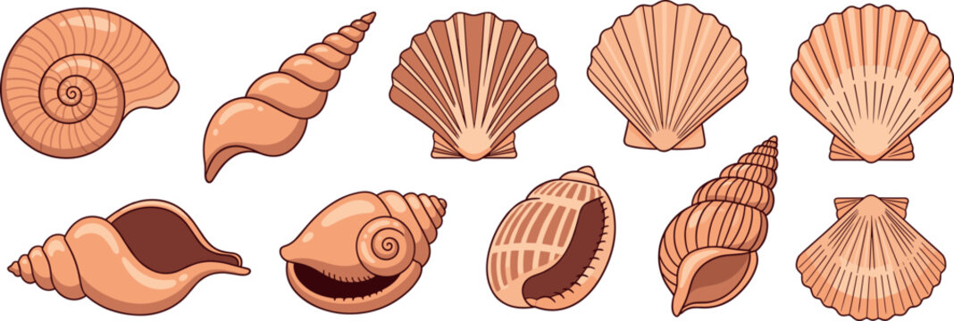 Set of seashells and conch shells in different shapes flat vector illustration