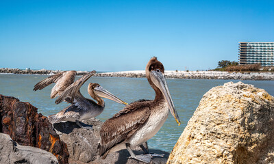 Pelicans on the beach