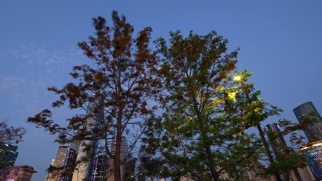 A swarm of nocturnal flying foxes feeds on flowers and pollen from the trees in South Brisbane, against an illuminated cityscape with a helicopter flying across the dusk sky.