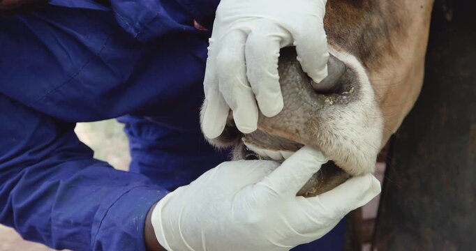 Close-up. Examining a cow's mouth for foot and mouth disease