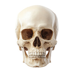 Obraz premium A human skull on a black background
