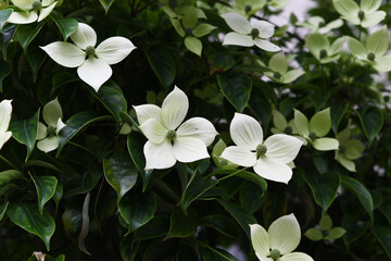 森の白色の花　ヤマボウシ