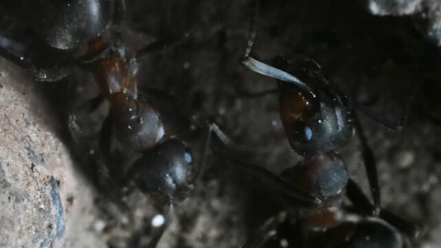 ants inside anthill,  TROFALLAXIS,  ant, Formica rufa, insect, underground, anthill, artificial anthill, insect, Cogne, Gran Paradiso National Park, Italy