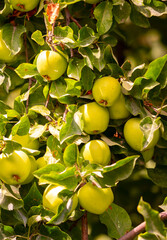 Harvest of apples on a plantation in the garden. Fruit trees with apples. Ripe fruits on the branches of a tree. Gardening in agriculture.