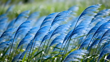 Blue Grass Plumes Swaying