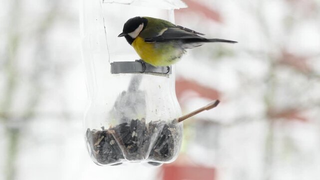 4K slow motion video of two great tits feeding on a handmade bird feeder during winter. Wildlife scene with small songbirds, natural behavior, cold season, backyard nature, soft background.